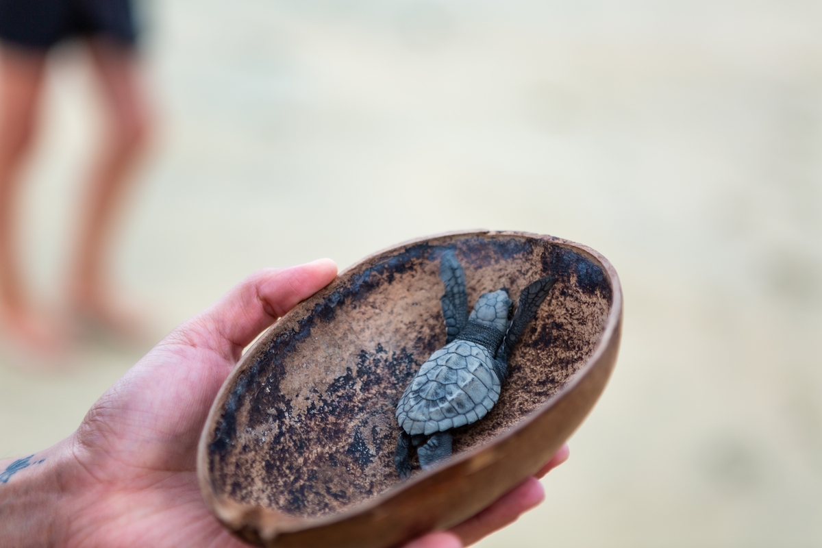Caretta Caretta