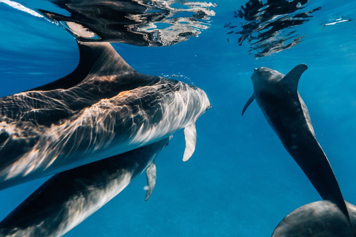 Delfini di Lampedusa