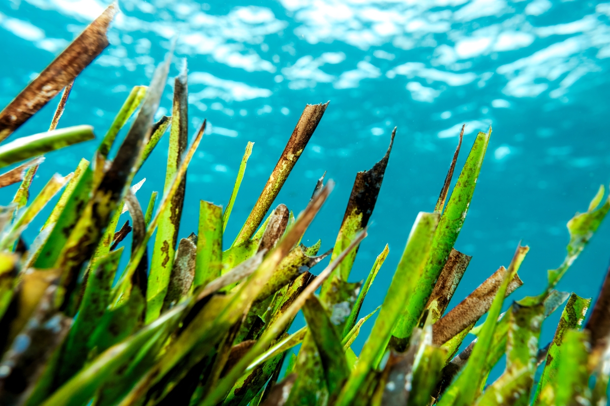 Posidonia oceanica