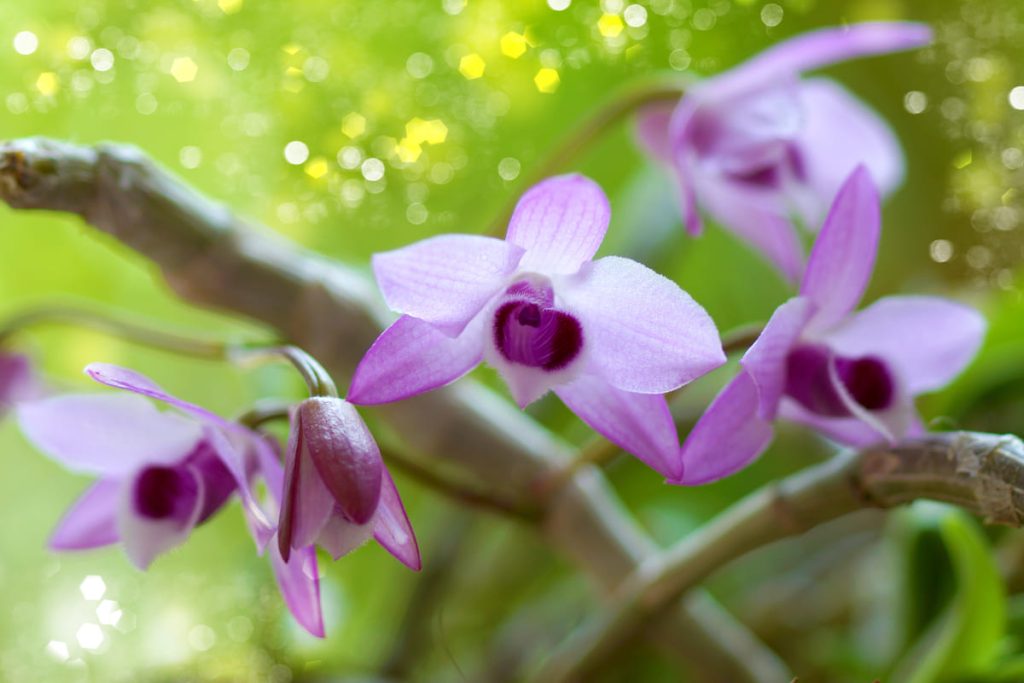 orchidee selvatiche